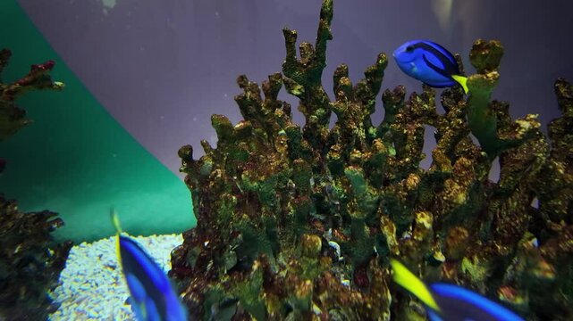 Palette surgeon fish swimming in blue water. Pacific blue tang fish, (Paracanthurus hepatus), on coral background