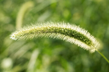 close up of grass,grass