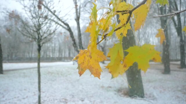 Yellow maple leaves in the first snowfall, swaying in the wind. A quiet park setting.