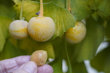 Fruits from the Ginkgo biloba, known as ginkgo, also spelled gingko or as the maidenhair tree....