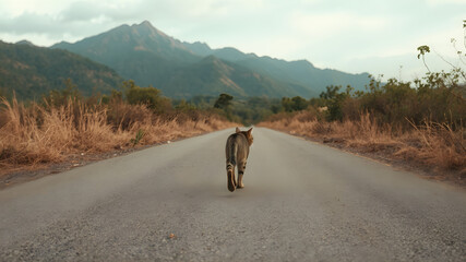 Obraz premium road, landscape, mountain, sky, travel, highway, asphalt, nature, mountains, summer, hill, way, grass, journey, clouds, scenery, drive, country, transportation, desert, green, snow, street, winding, v