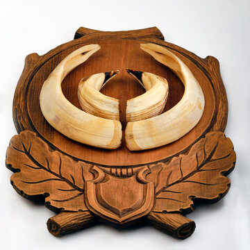 Hunting trophies, fangs of a huge boar on an oak board with patterns.