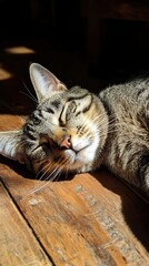 Tabby Cat Sleeping On A Wooden Floor