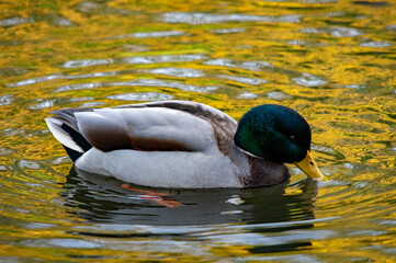 Stockente trinkt Wasser