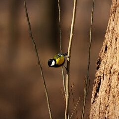 tit on a branch