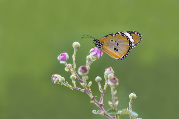 Sultan butterfly (Danaus chrysippus) flying in the Mugla region of Turkey