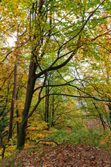 Colorful autumn Landscape in Bohemian Paradise, Czech Republic 