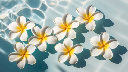 Tropical frangipani flowers on a blue water background Top view flat lay.
