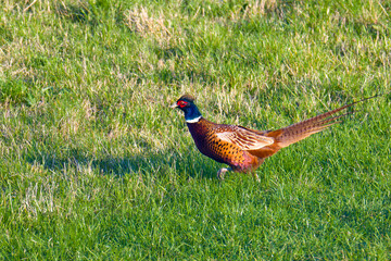Jagdfasan Männchen in der Abendsonne