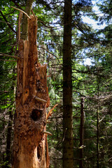 Arbre mort en forêt de conifères