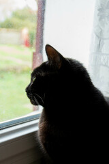 Chat noir regardant par la fenêtre