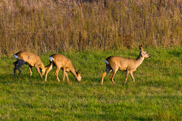 Rehe im Herbst in der Abendsonne in Brandenburg