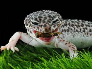 potrait leopard gecko black eyes on a black background