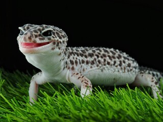 Obraz premium potrait leopard gecko black eyes on a black background