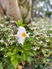 greenery and plants in italy