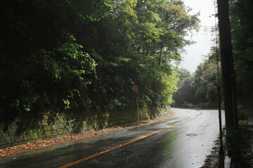 夕立に見舞われた緑に囲まれた道路