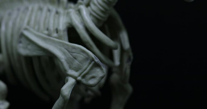Panning on Saurolophus skeleton