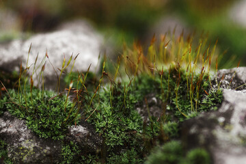 moss on the rock