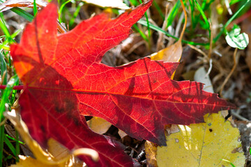 A red autumn leaf lies on the grass