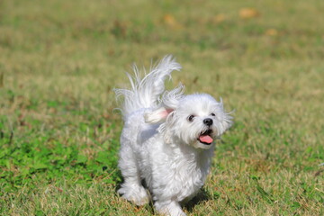 running white