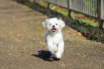 running white