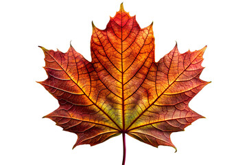 Fototapeta premium maple leaf isolated on white background, generative Ai