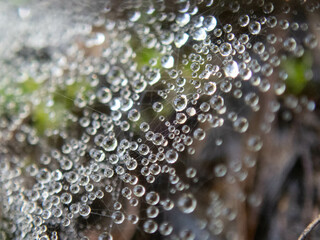 Micro dew drops hidden between grass leaves