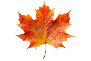 Fototapeta premium maple leaf isolated on transparent background, generative Ai