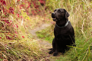 Adorable Labrador Retriever dog sitting among colorful grass outdoors. Space for text