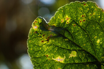 close up of a leaf