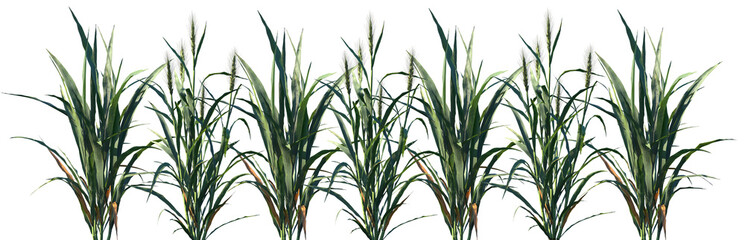 Set of Hordeum frontal isolated png on a transparent background perfectly cutout high resolution