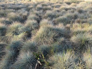 Festuca glauca blue oat grass garden decoration. Autumn colors of Blue Fescue spiky leaves. Powder blue grass background. Ornamental grass 'Elijah Blue' - soft festuca ovina, ball fescue. Close-up.