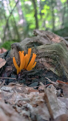 Calocera viscosa. Exotic forest mushroom. Orange mushrooms. Vertical photo.