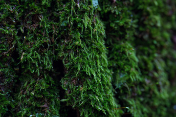 Moss Abstract