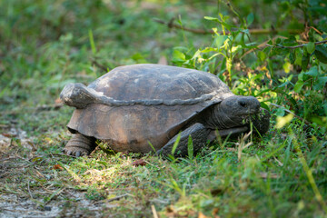 Gopher Tortoise with a repaired shell looking for food