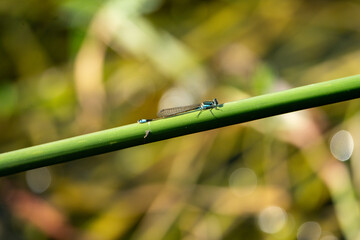 Rambur's Forktail resting on a plant