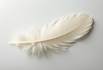 Obraz premium Elegant white feather displayed against a soft gray background, with fine details, with copy space