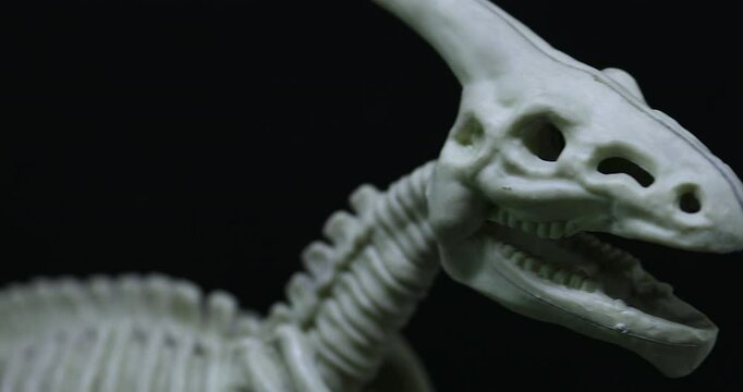 Panning on Saurolophus skeleton