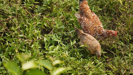 A group of hens is a social flock of domesticated birds, known for egg-laying, foraging habits, and...