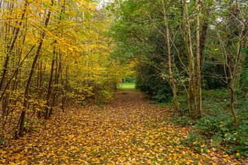 Walking path with autumn leaves, Koekelare Forest, Bruges region, Belgium.
