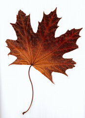 Isolated autumn dry maple leaf.