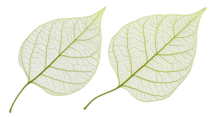 Obraz premium Two vibrant leaves on a multicolored backdrop, stunning display of nature's colorful palette