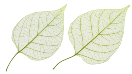 Two vibrant leaves on a multicolored backdrop, stunning display of nature's colorful palette