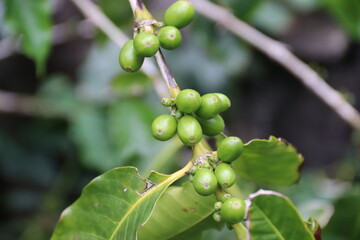 Green coffee berries. The most northern growing coffee, and the only european growing coffee on the azores island.