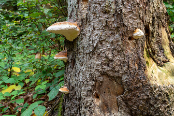 Close up to bottom of old tree with signs of decay, holes of insects in the trunk, like damaged bark, missing bark. Concept of decay and disease.