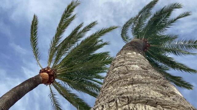 Spain. Majorca Island. Beach in Santa Ponsa. A strong wind sways the leaves of two palm trees. Low angle. Slow motion
