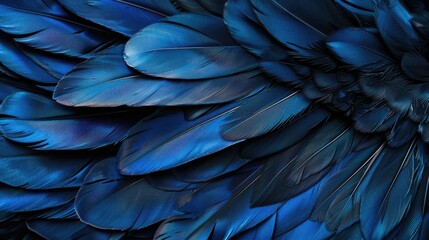 Fototapeta premium Abstract Texture Background with Blue and Black Feathers