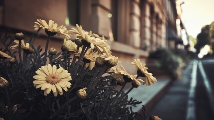 Yellow Flowers in Flower Pot Against Blurred Outdoor Background