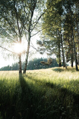 Sunny meadow with birches casting shadow