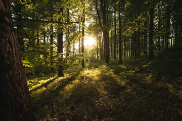Forest landscape with sunrays shining through trees